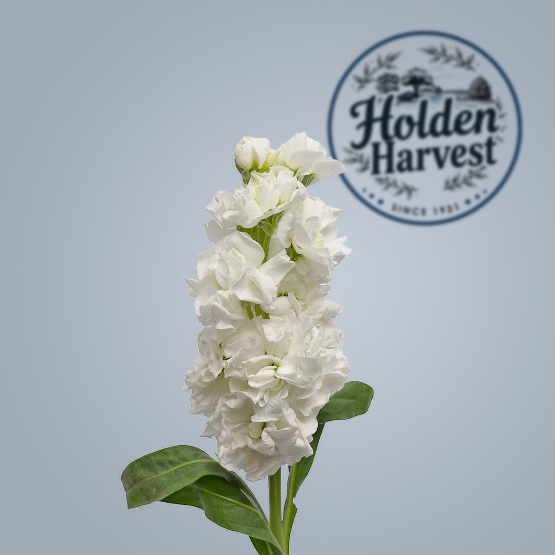 stock-white